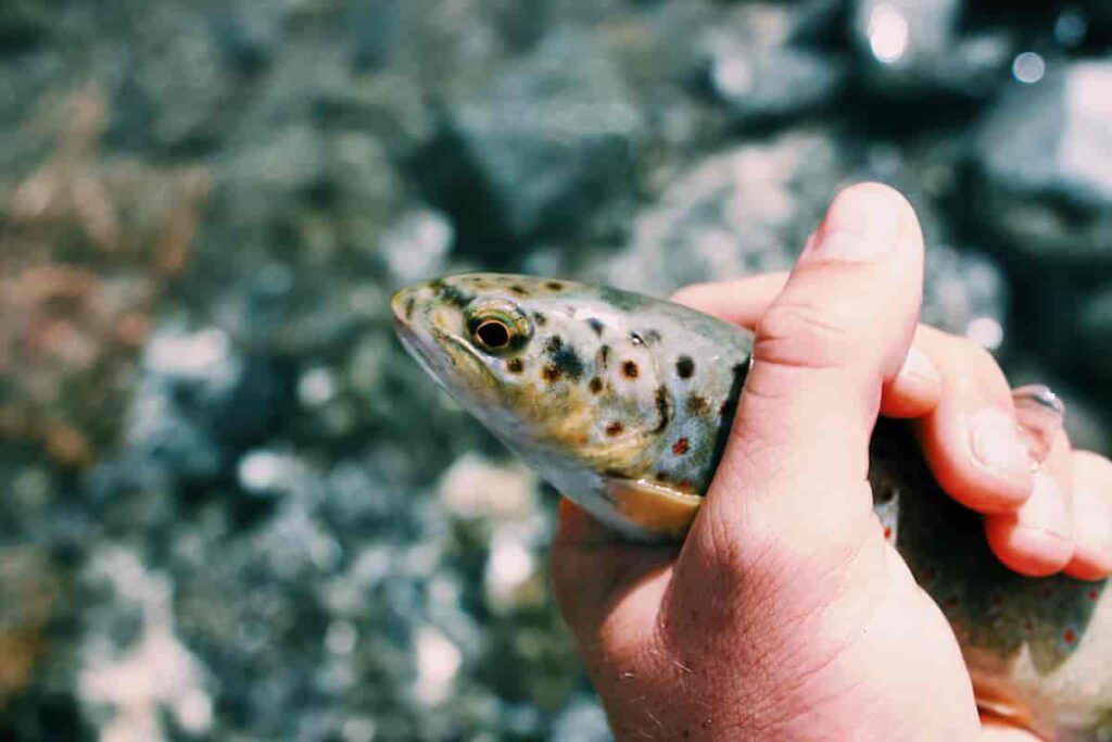 What happens if you get caught using Chegg? Fish in hand picture